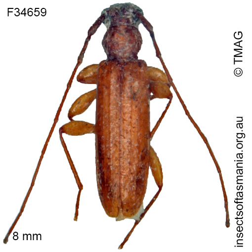Species image