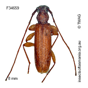Notoceresium impressiceps