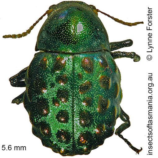Species image