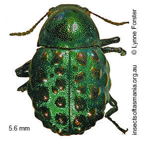Notolioon nodipennis