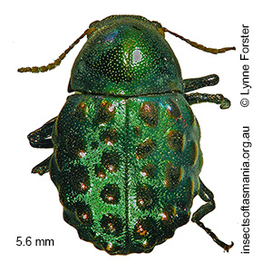 Notolioon nodipennis
