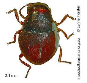 Notolioon simplicicornis