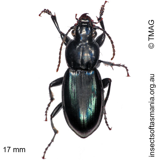 Species image