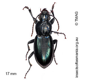Notonomus chalybaeus