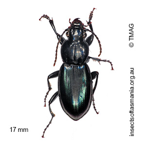 Notonomus chalybaeus