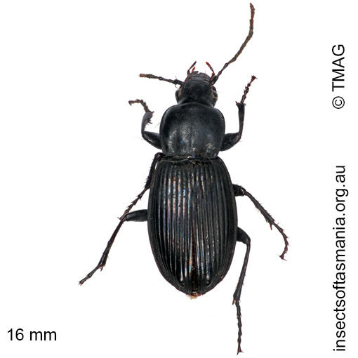 Species image