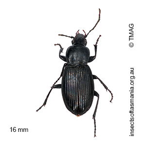 Notonomus tubericauda