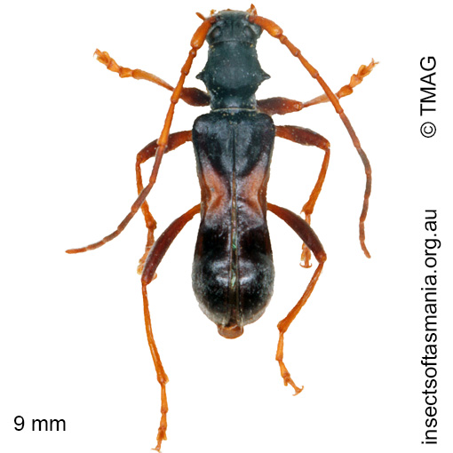 Species image