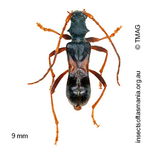 Ochyra coarctata
