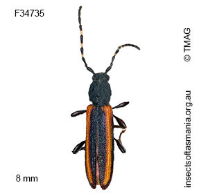 Omophaena taeniata