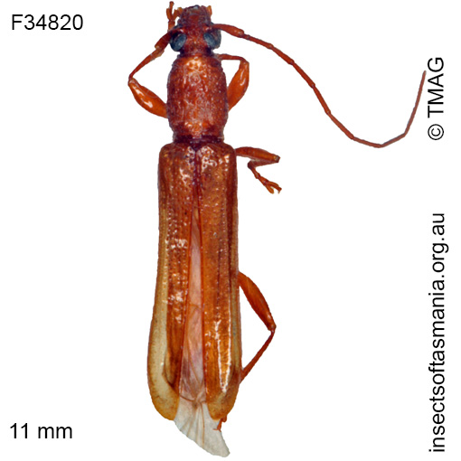 Species image