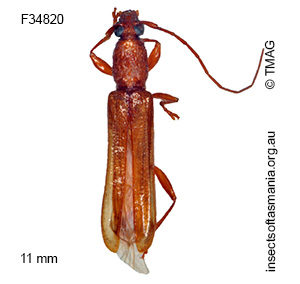 Omotes unicolor