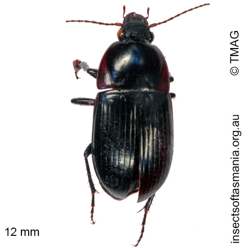 Species image