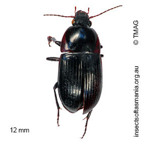 Oodes modestus
