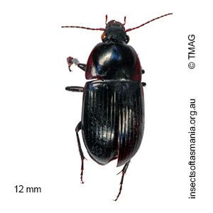 Oodes modestus