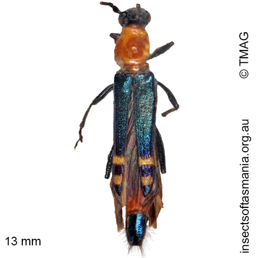 Species image