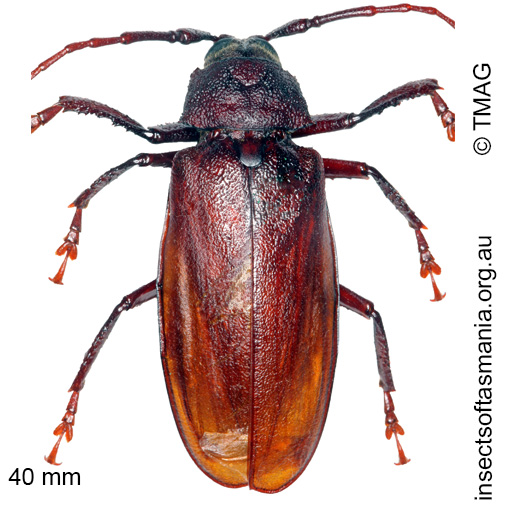 Paroplites australis