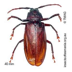 Cnemoplites australis