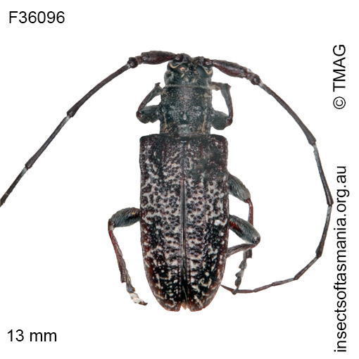 Species image