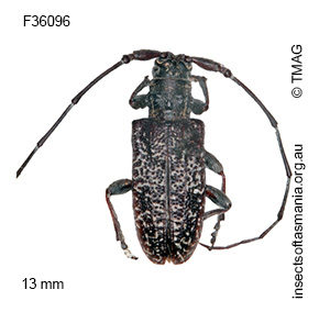Pentacosmia scoparia