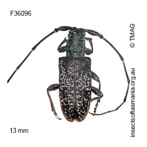 Pentacosmia scoparia
