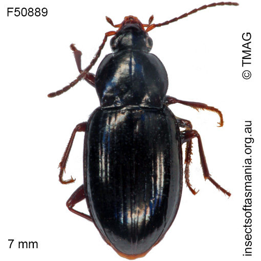 Species image
