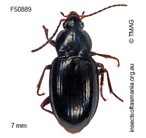 Percodermus niger