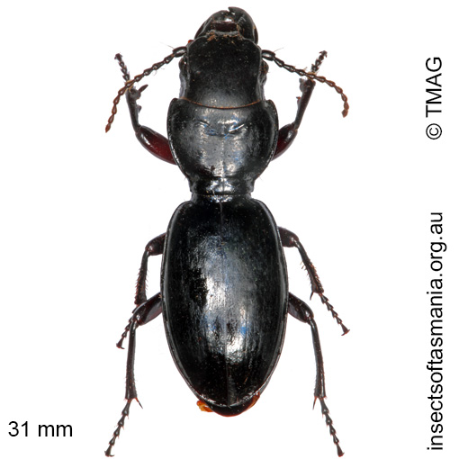 Species image