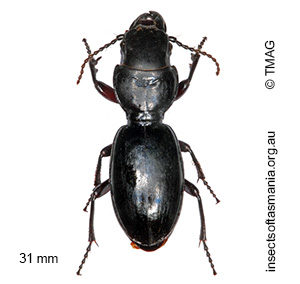 Percosoma carenoides