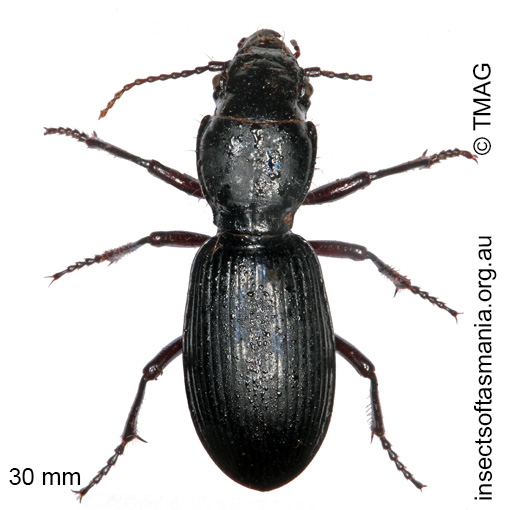 Species image