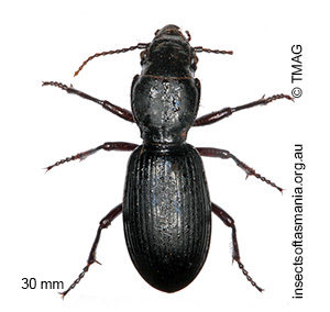 Percosoma sulcipenne
