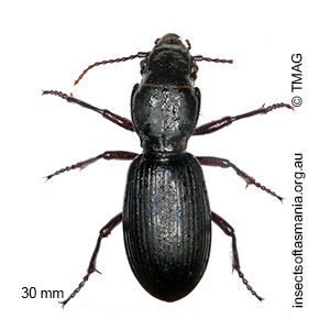Percosoma sulcipenne