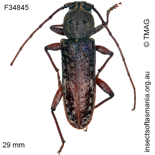 Species image