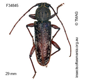Phacodes obscurus