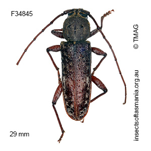 Phacodes obscurus