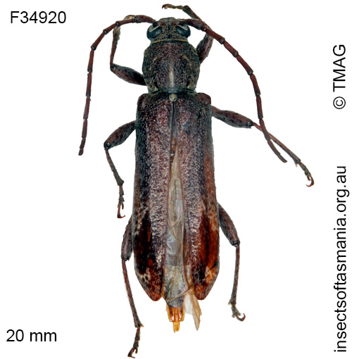 Species image