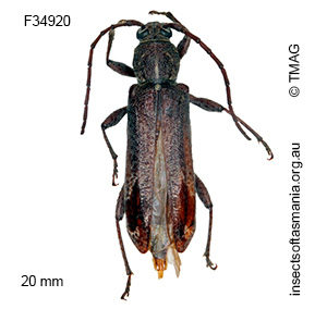Phacodes personatus