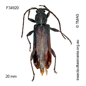 Phacodes personatus