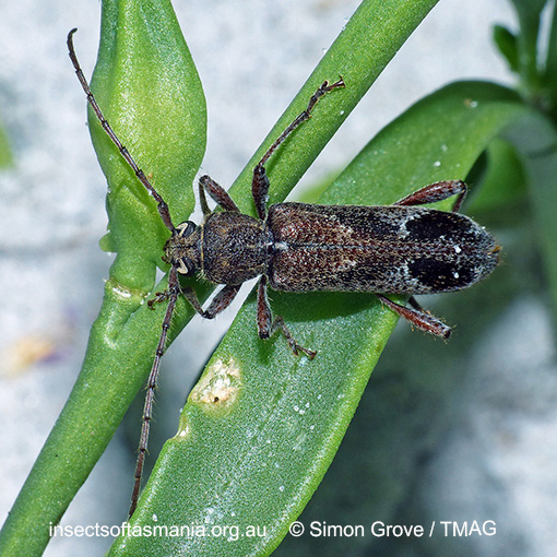 Species image