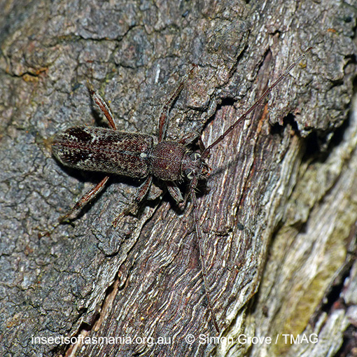 Species image
