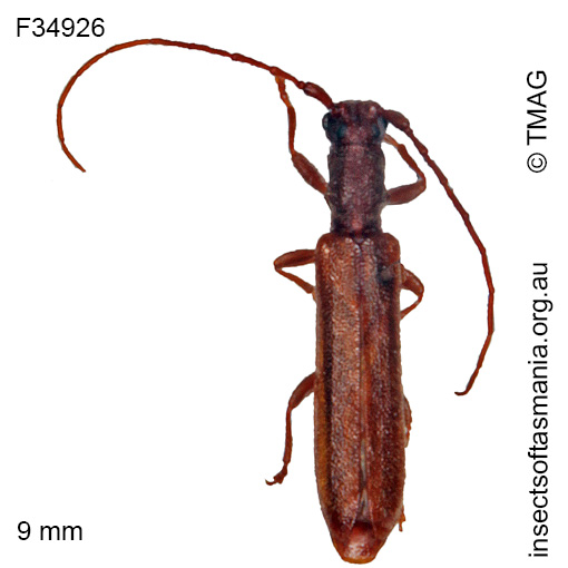 Species image
