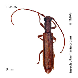 Phalota obscura