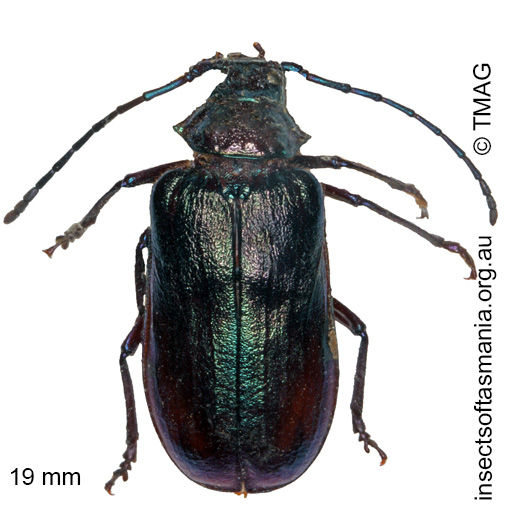 Species image