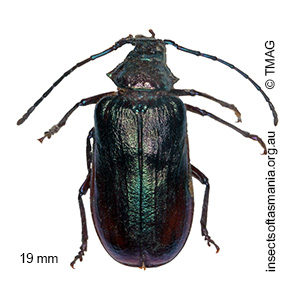 Phaolus metallicum