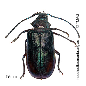 Phaolus metallicum