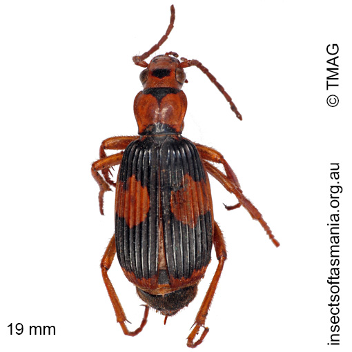 Species image