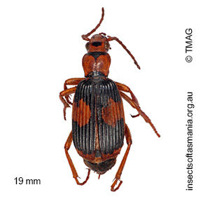 Pheropsophus verticalis