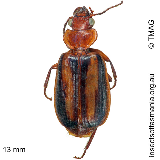 Species image