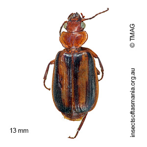 Philophlaeus eucalypti