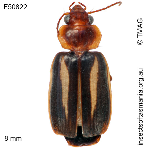 Species image
